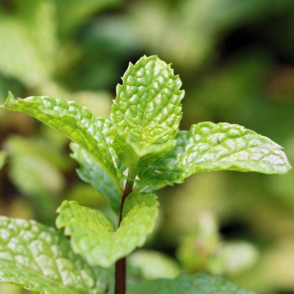 Mint menthol section